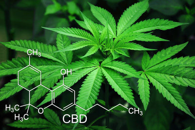 8 bewezen voordelen van CBD - Prohemp.nl