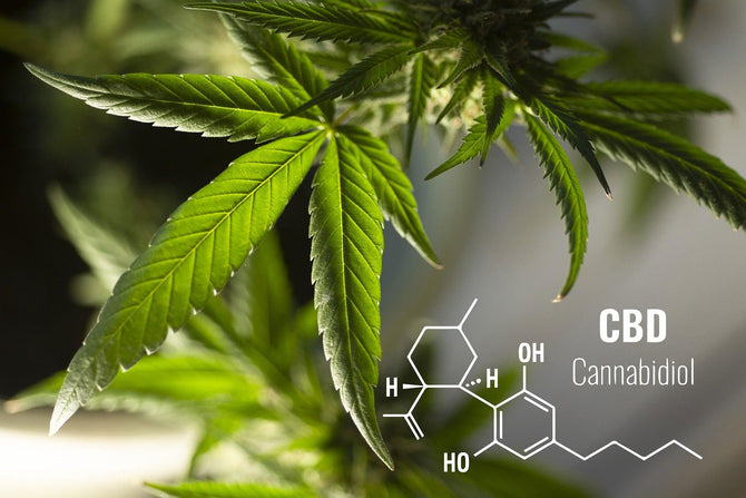 Wat is CBD? - Prohemp.nl