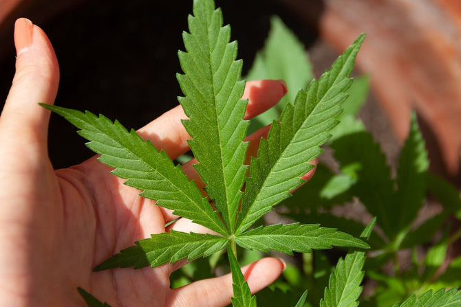 Wat is het verschil tussen wietolie en CBD olie? - Prohemp.nl