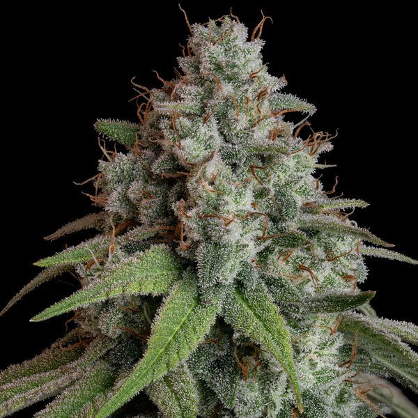 Close-up of frosty White Widow cannabis bud with resin-covered leaves on black background
